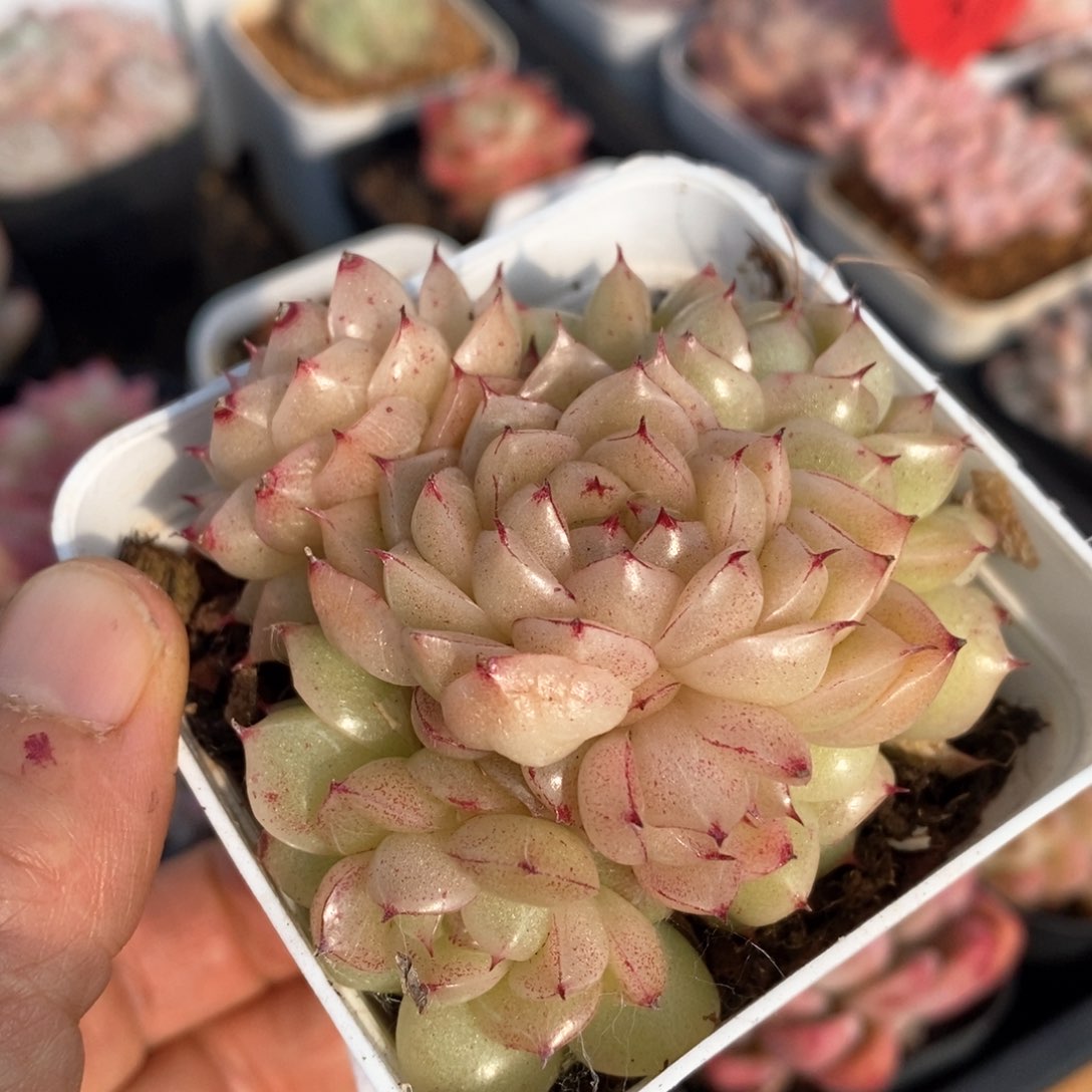 精品多肉一物一拍不包整301