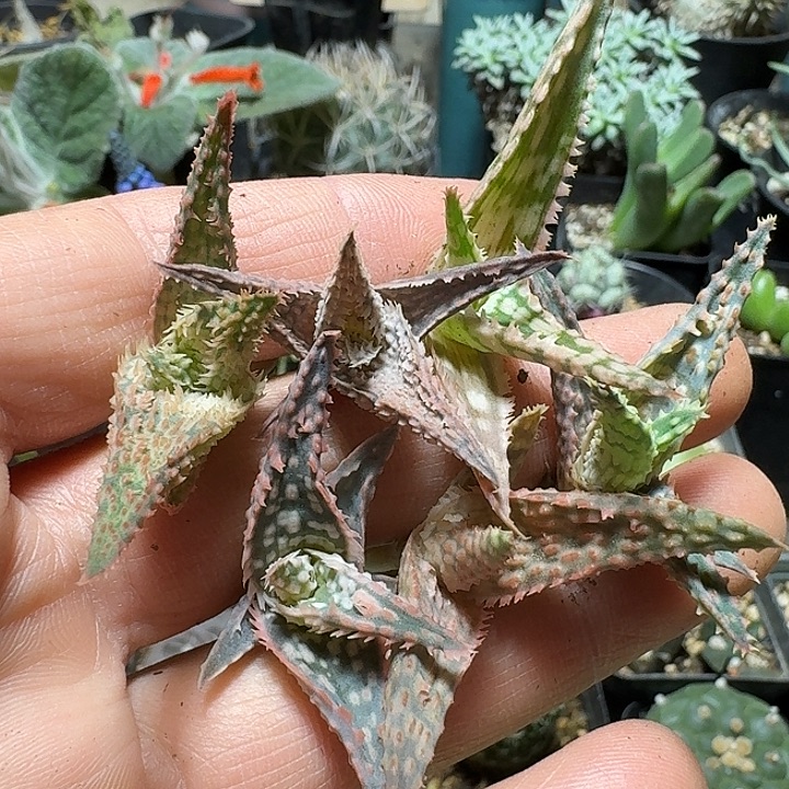 660园艺芦荟6个一份脱土发货