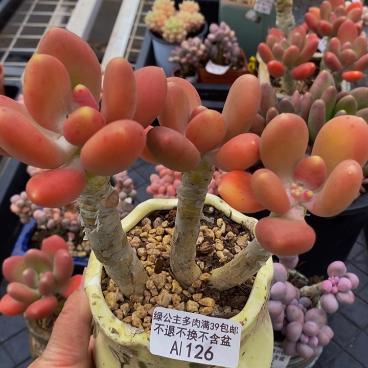 金蝉老桩12cm126多肉植物