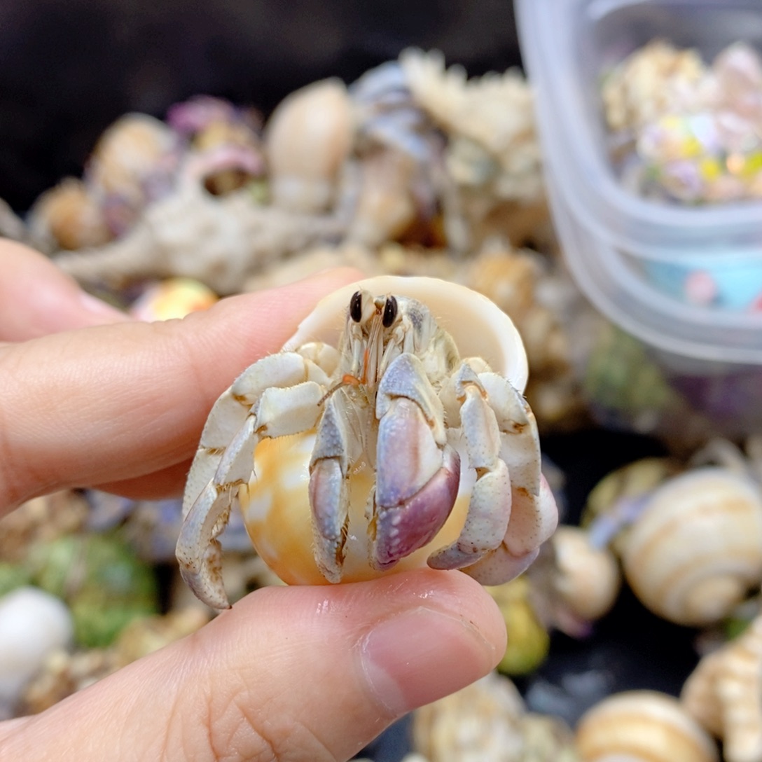 漂亮马卡龙紫陆哟