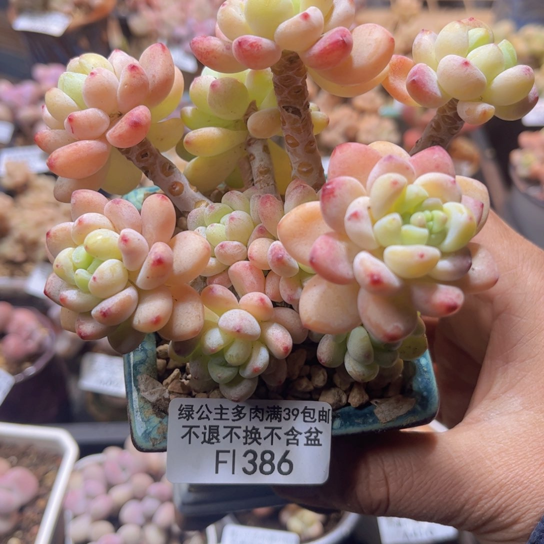 386樱花罗琦12c m