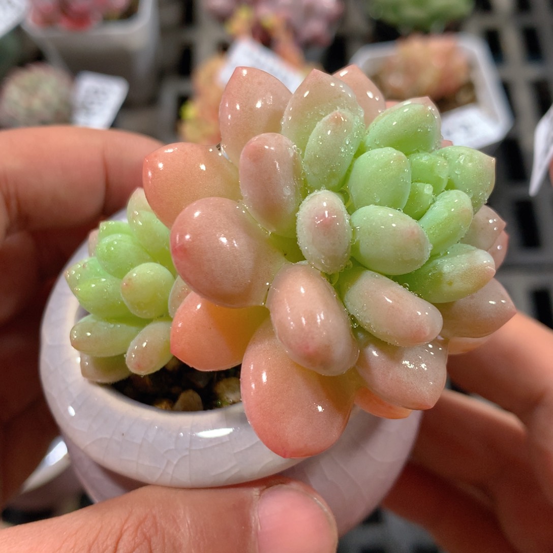 5CM拇指盆精控多肉ZU646