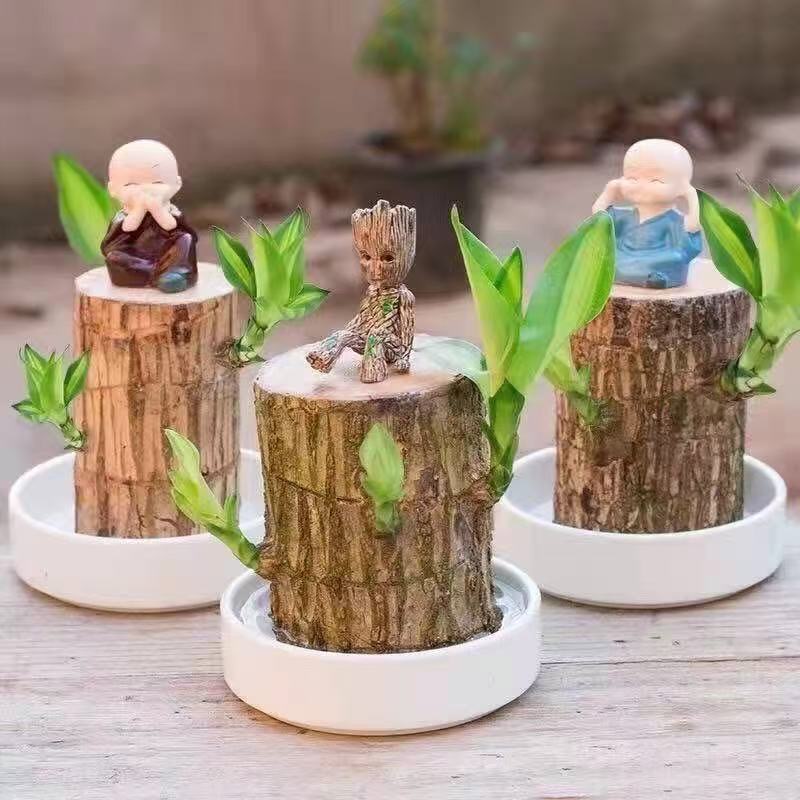 幸运巴西木带芽带叶发货木幸运木水培室内开花好养活绿植盆栽