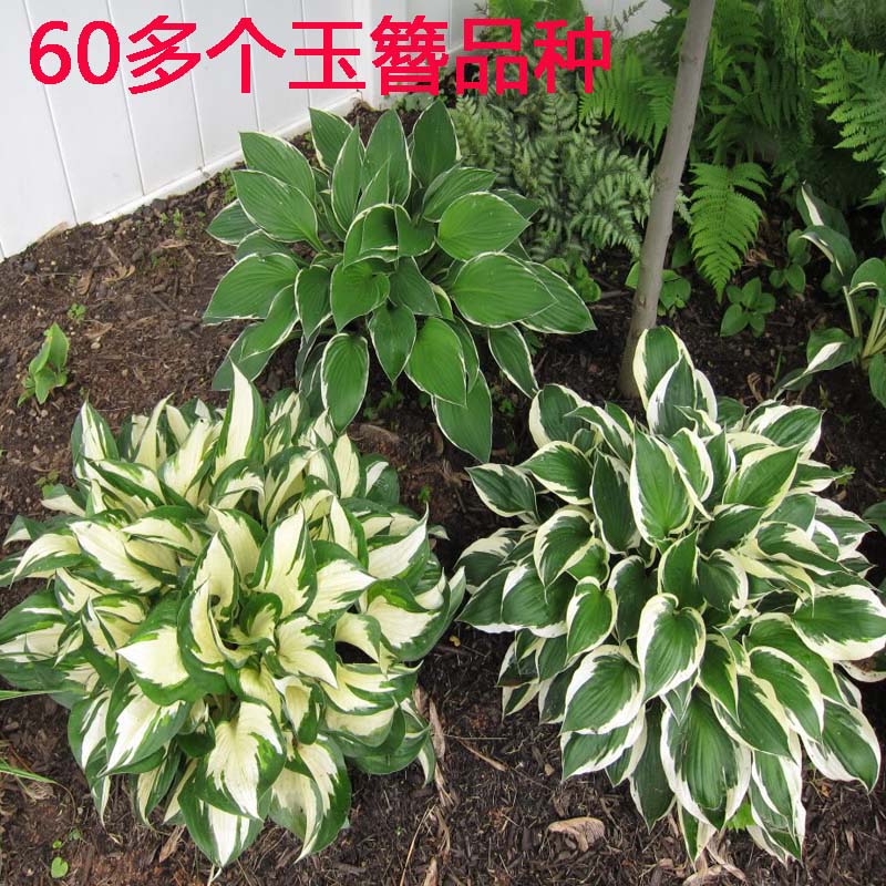 进口玉簪花多年生宿根观叶植物喜阴耐寒花卉苗庭院地栽苗阳台盆栽