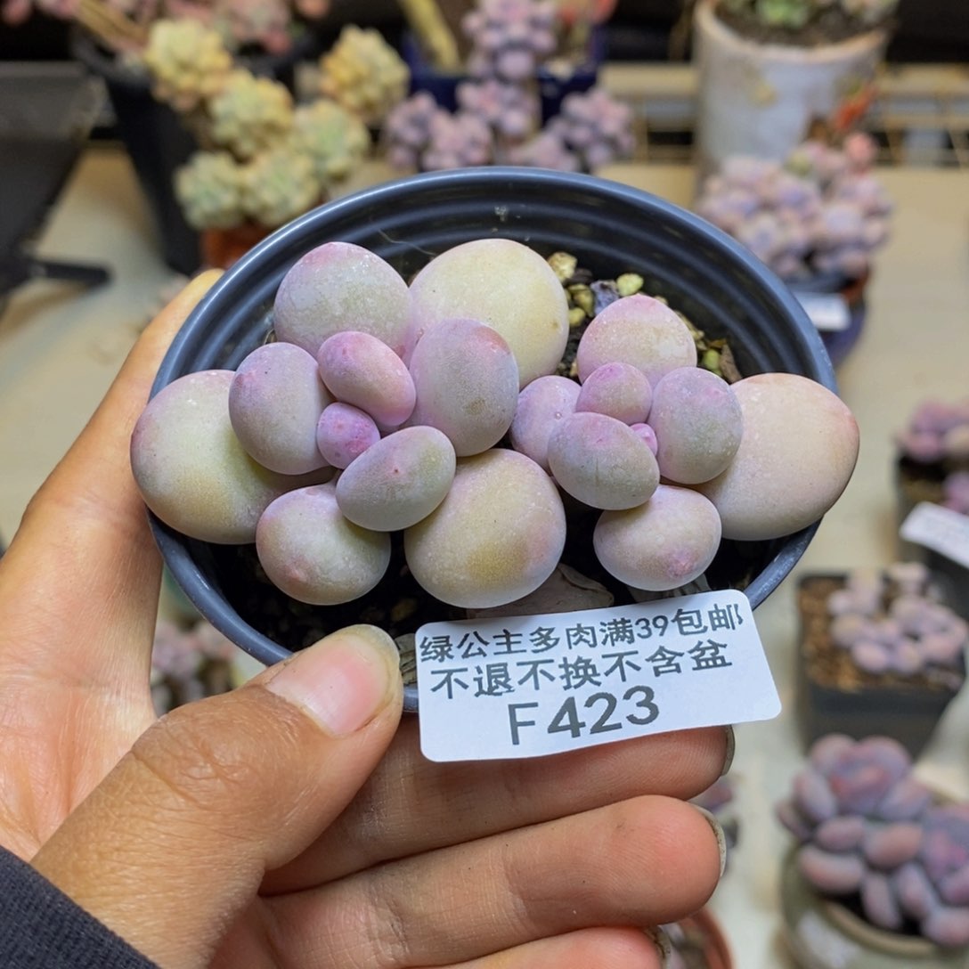 423蛋黄奶多肉7c m