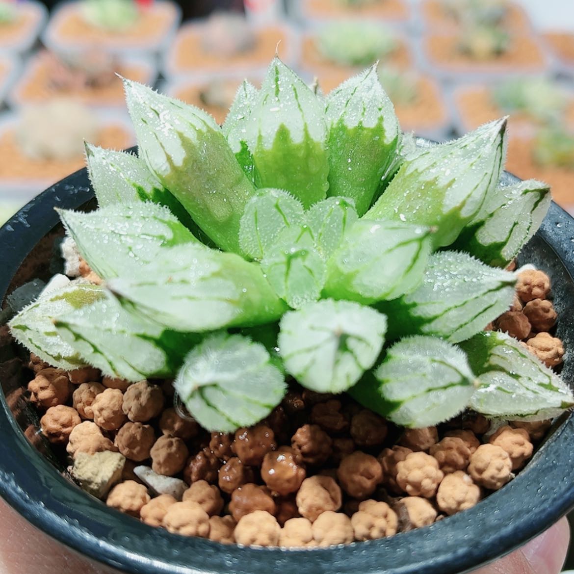 【闪购商品】实生冰葵