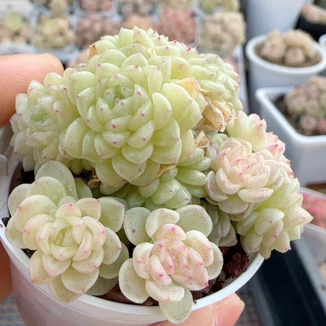 【闪购商品】0131-34（ttp-224）