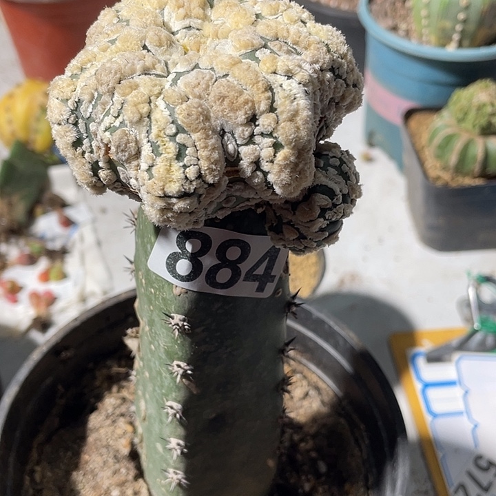 溆浦嫁接海星花园884号
