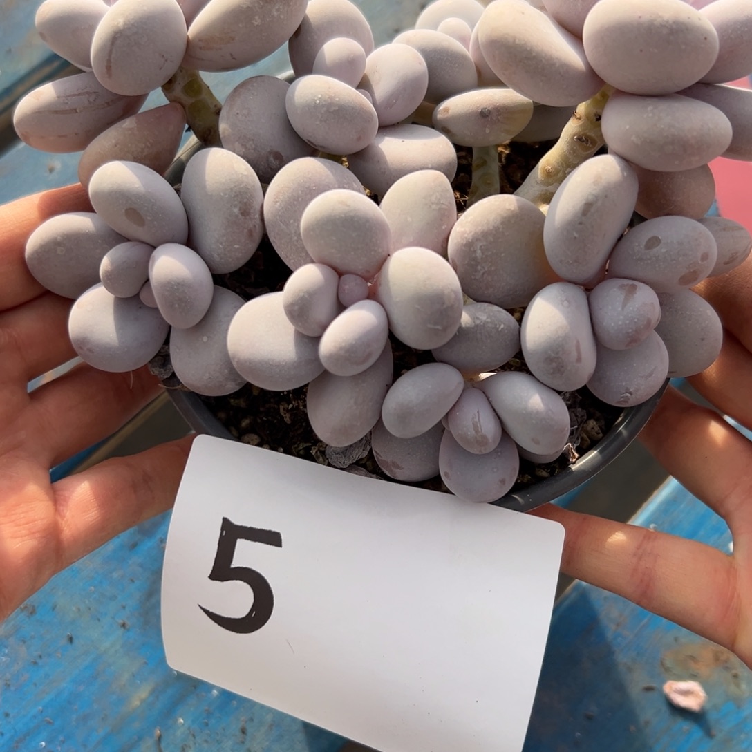 ****｡5、或者很喜欢发挥出积极参加