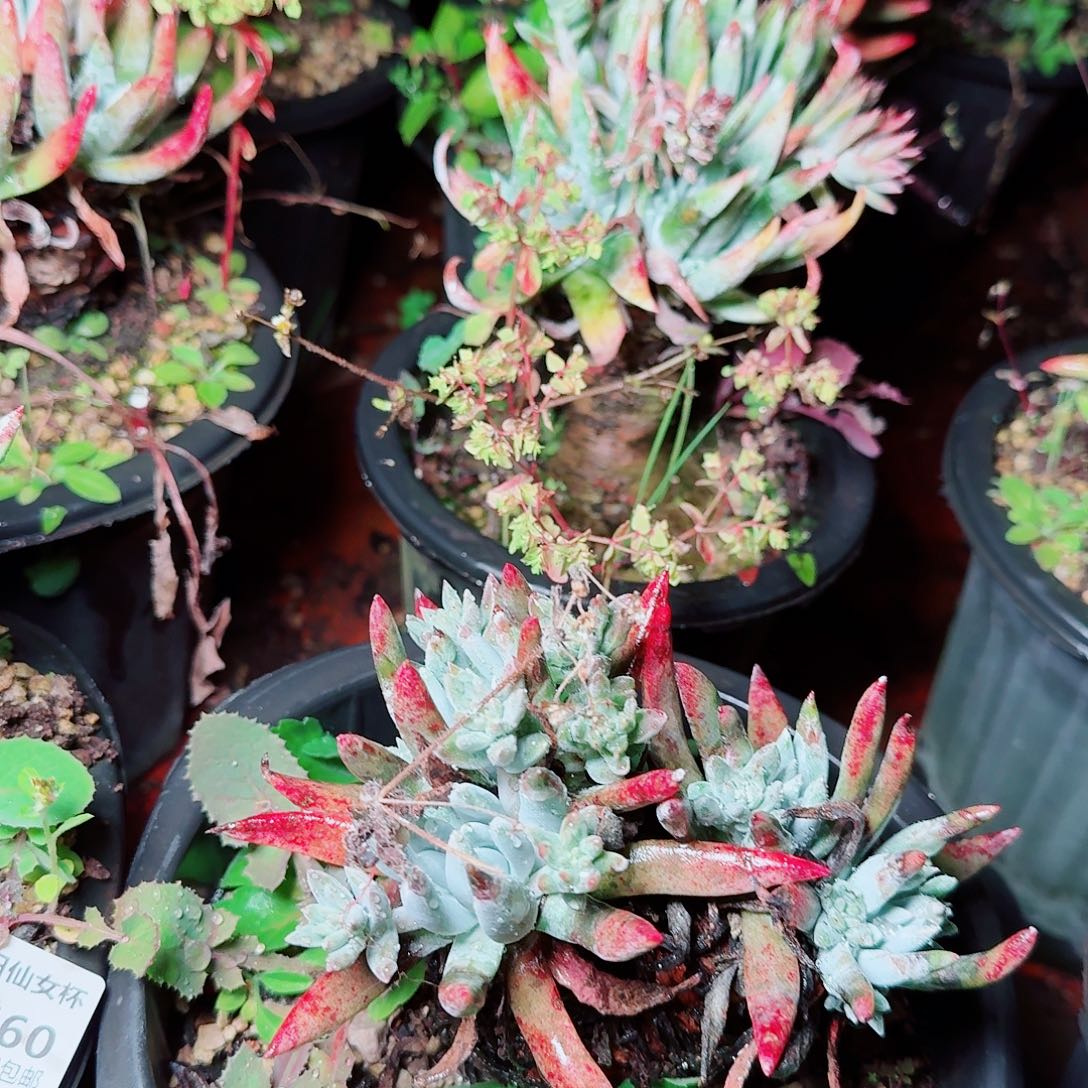 9561两颗仙女杯多肉