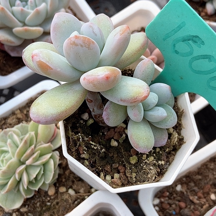 多肉植物雪美人1600