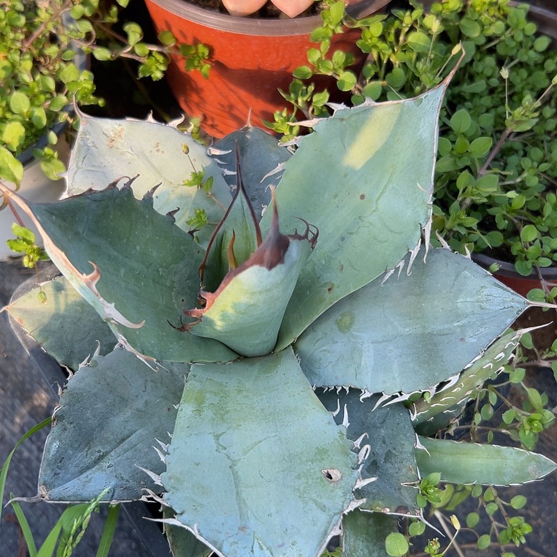 多肉植物白冰龙舌兰