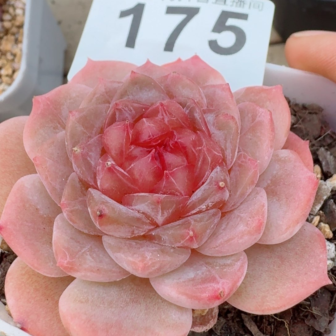 大心心         精品多肉