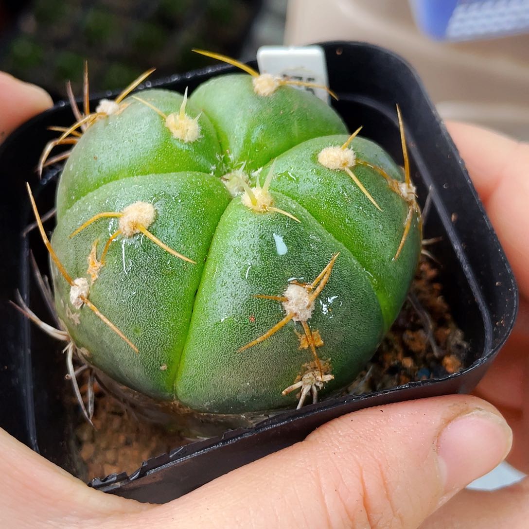 底部干疤非偏远地区满25包邮仙人球