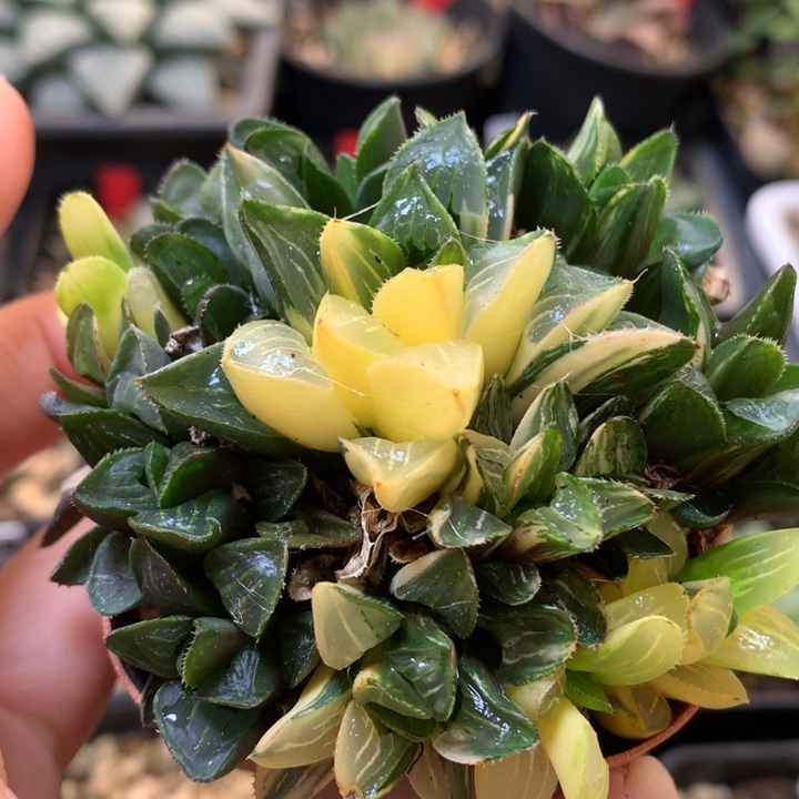 姬寿锦带盆土发货