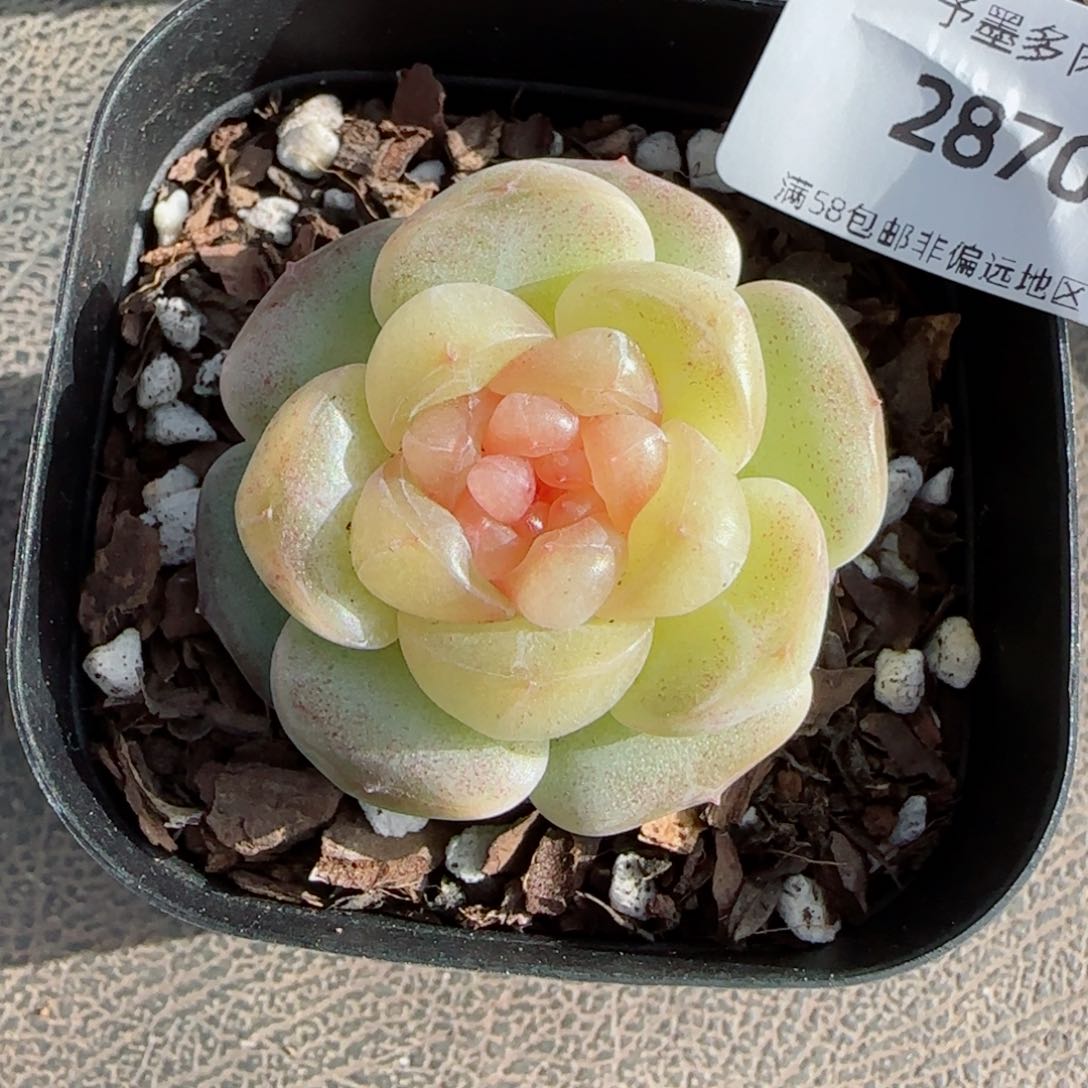 甜柚，2870多肉植物