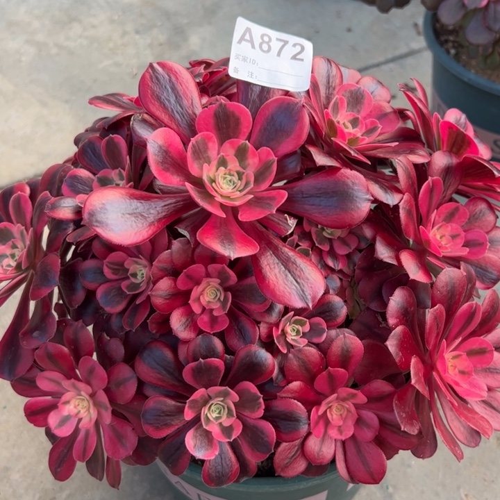 872美杜莎25厘米左右