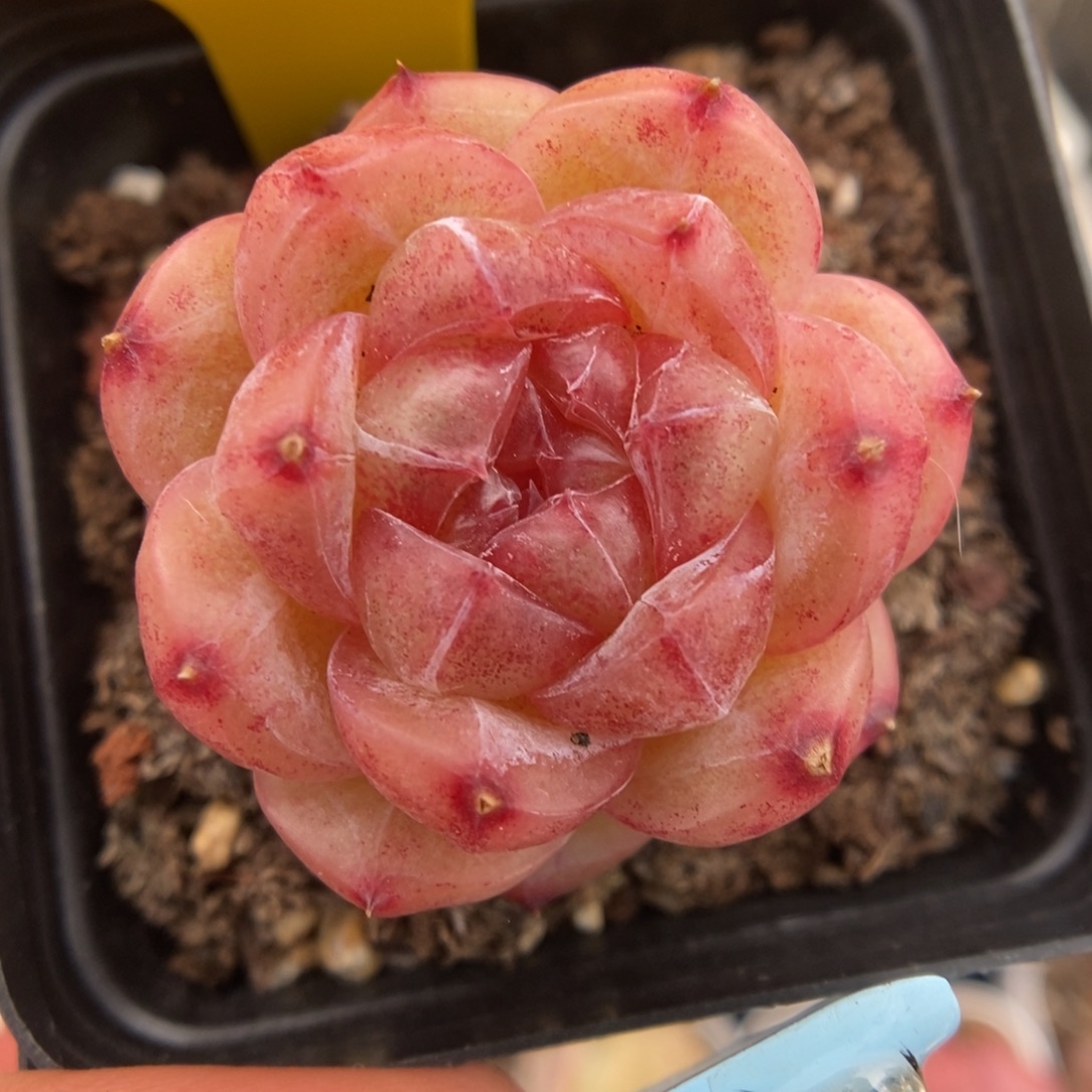 白雪珍妮可拍675号