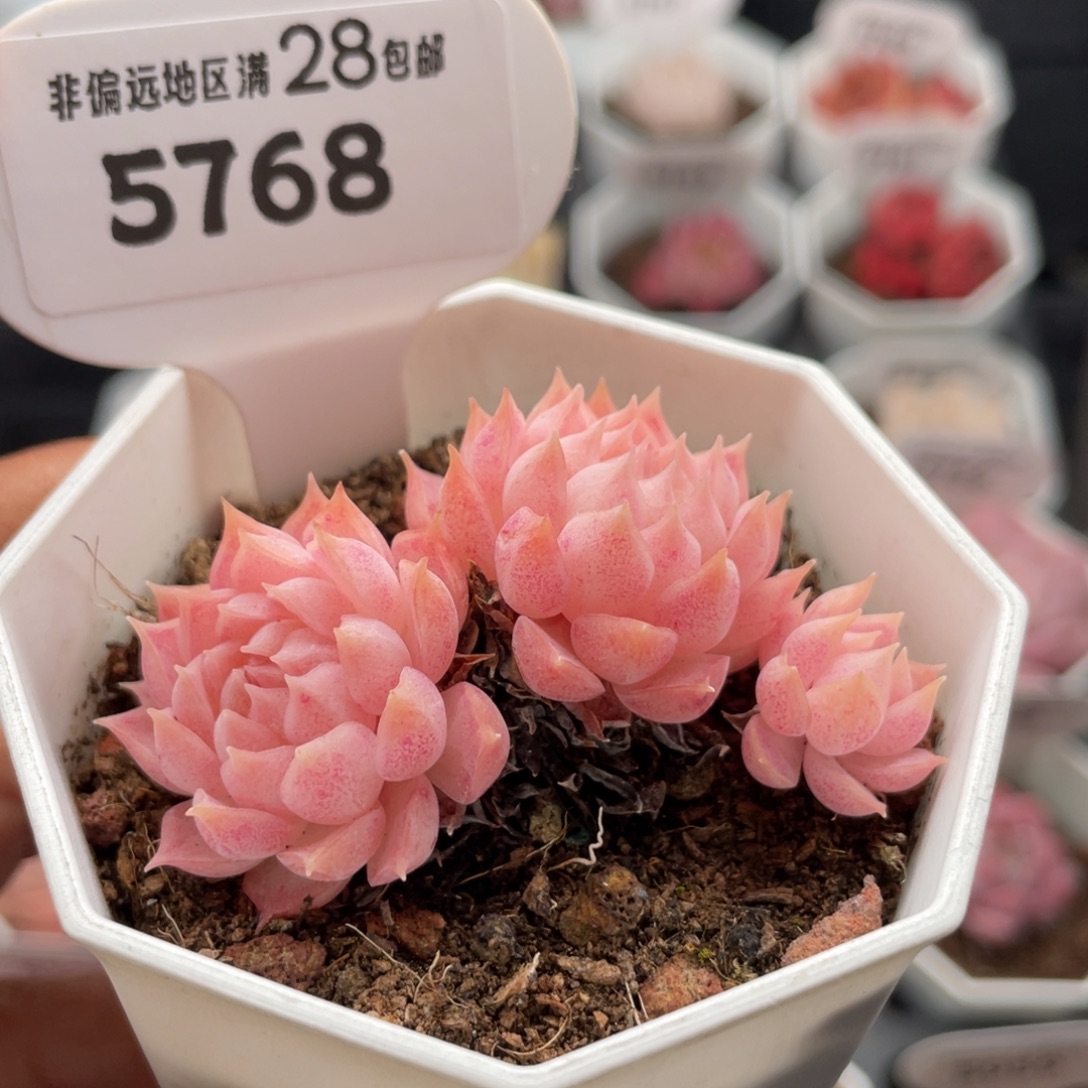 朱砂痣5768-6.0厘米