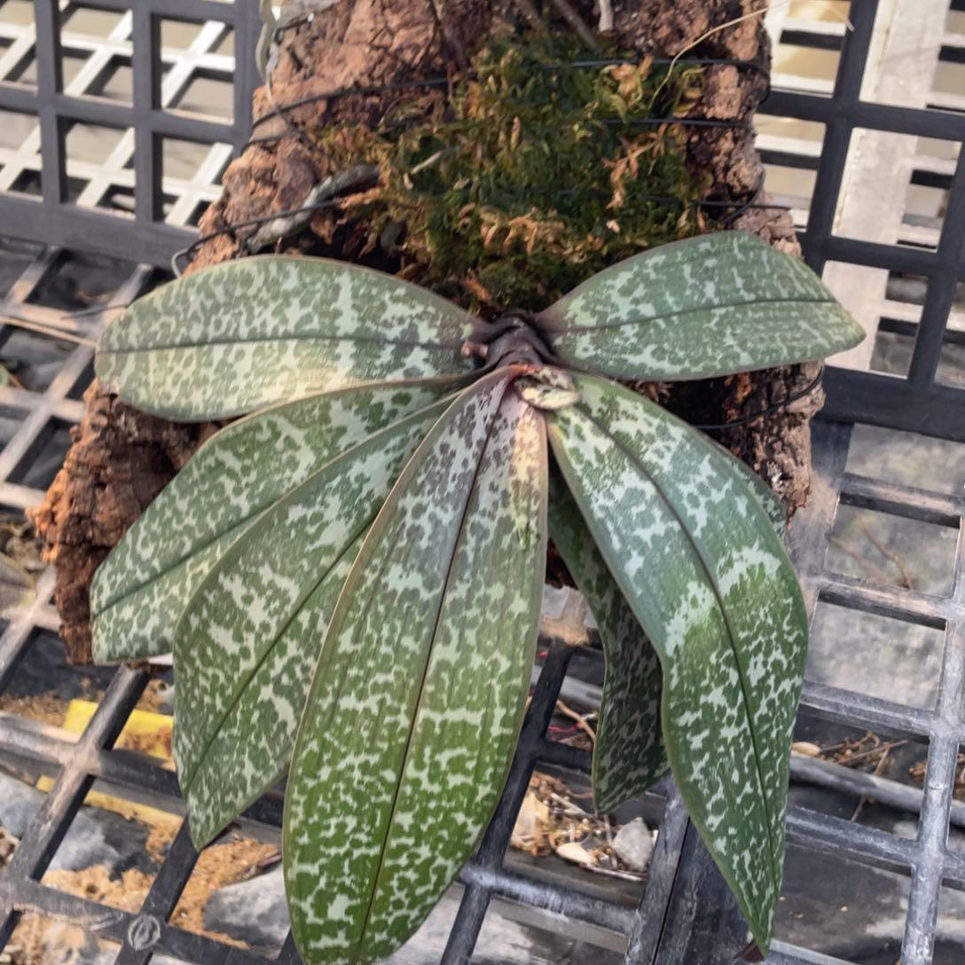 当前无花栽培后可以开花t2202西兄弟交，全天西，抽梗