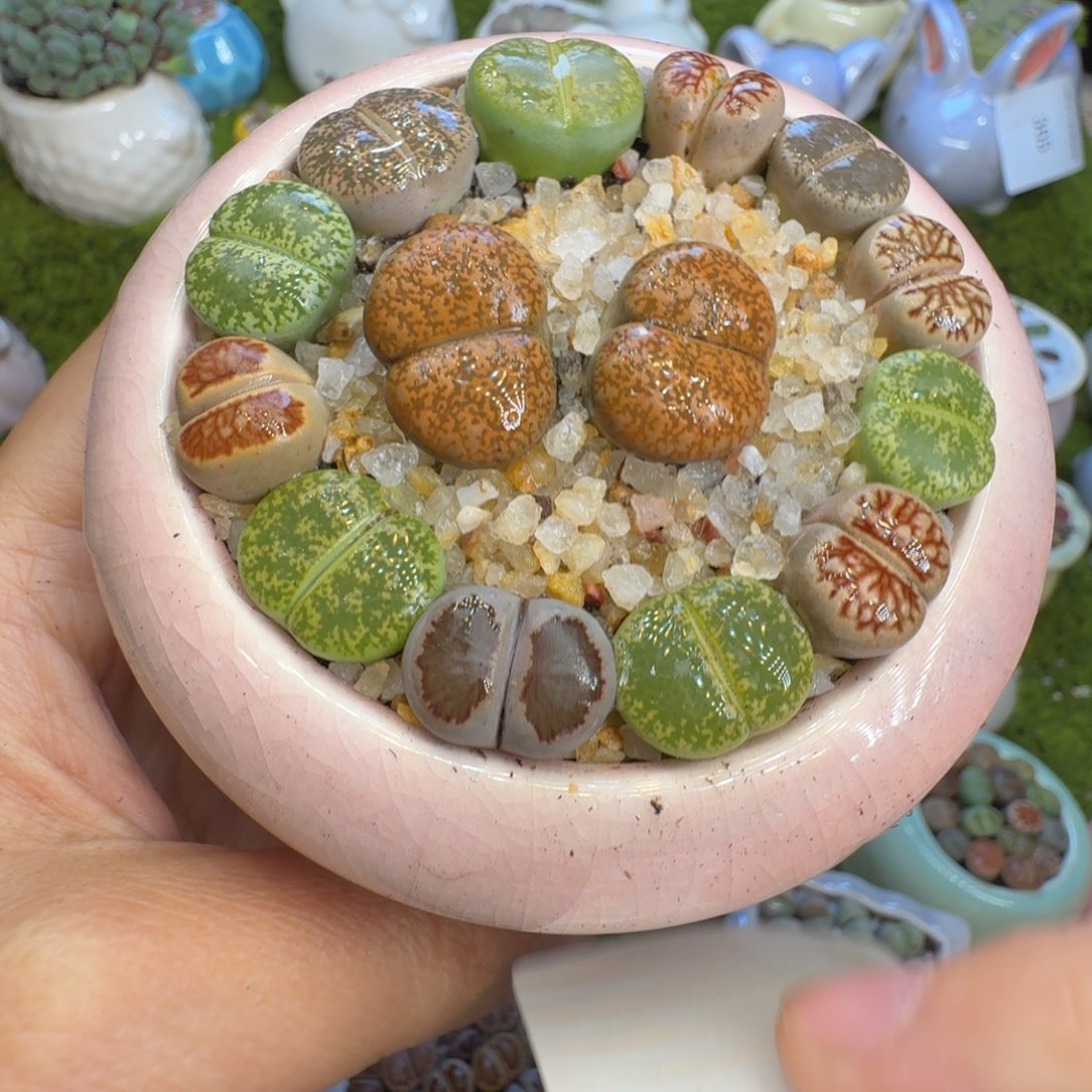 多肉植物福利冲431