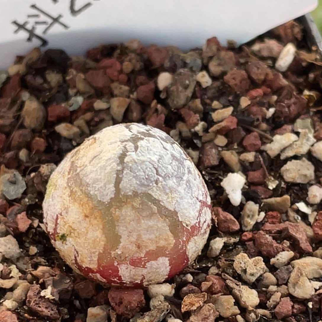 29-151灯泡多肉植物