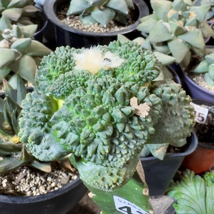 421苗接榴莲大尤哥斯拉牡丹