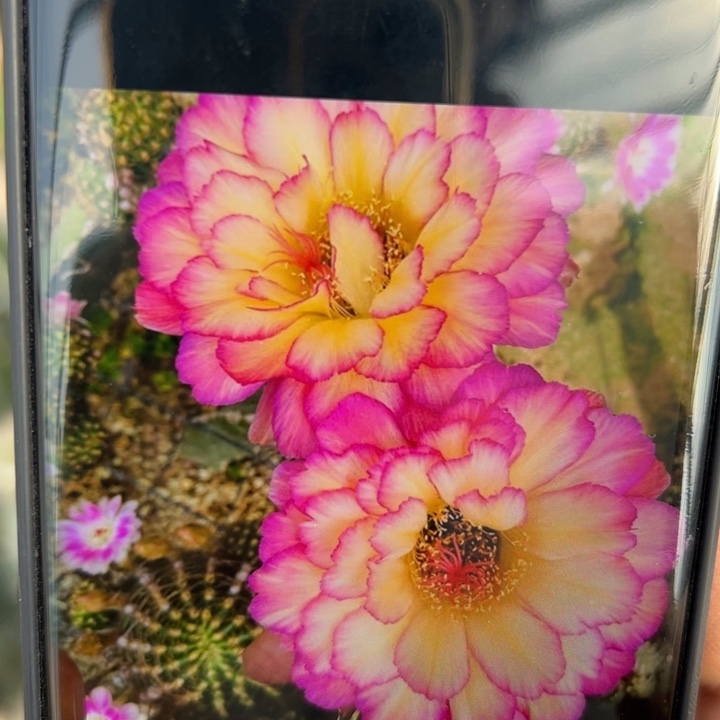 22毛苏乞儿歪无根侧芽4公分左右20包邮