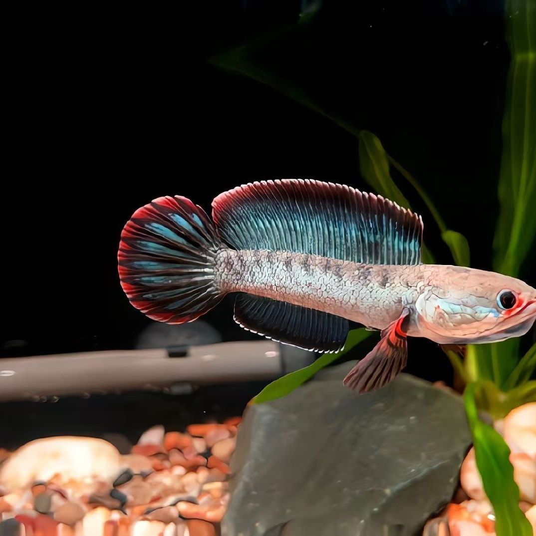 精品科技酒红雷龙鱼1.1比例全品随机发4-6cm