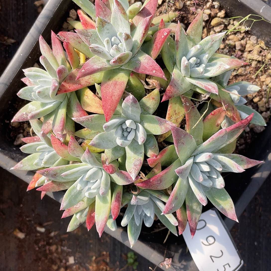 花朵仙女杯多头0925