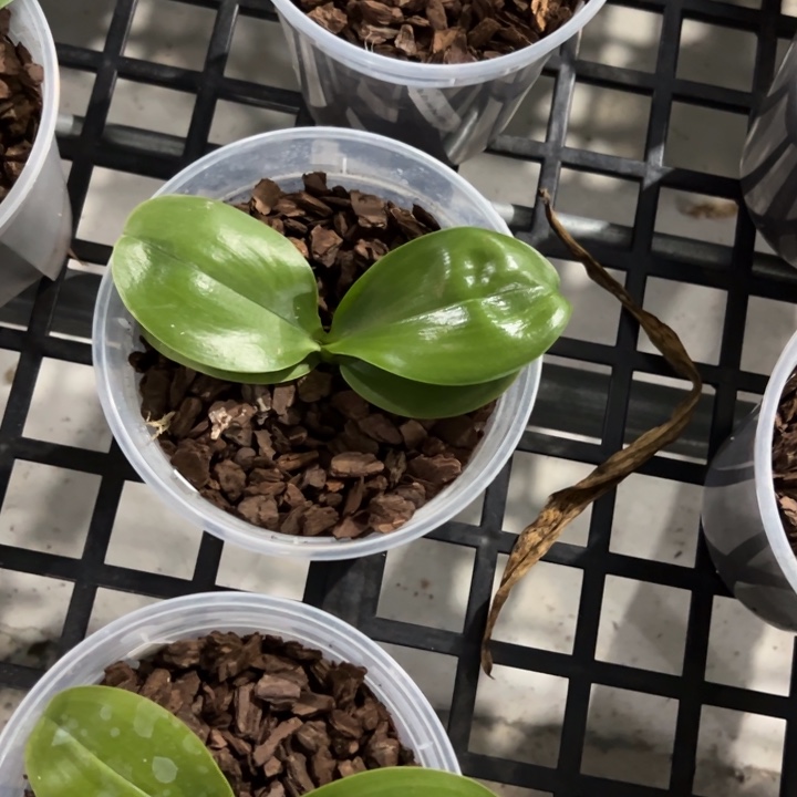 你***。不开花植物米罗绿梦5.5