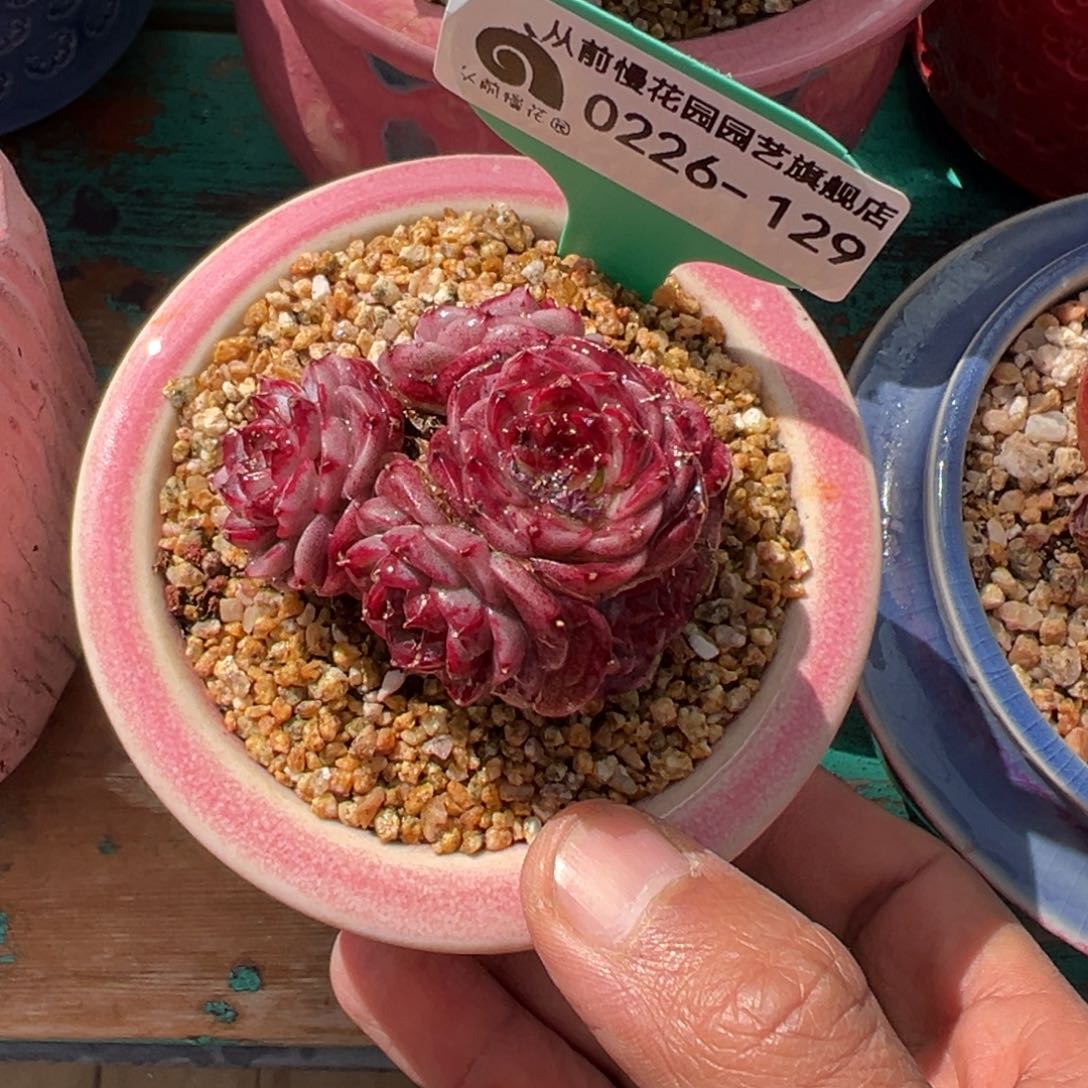 多肉一物一拍0226-129