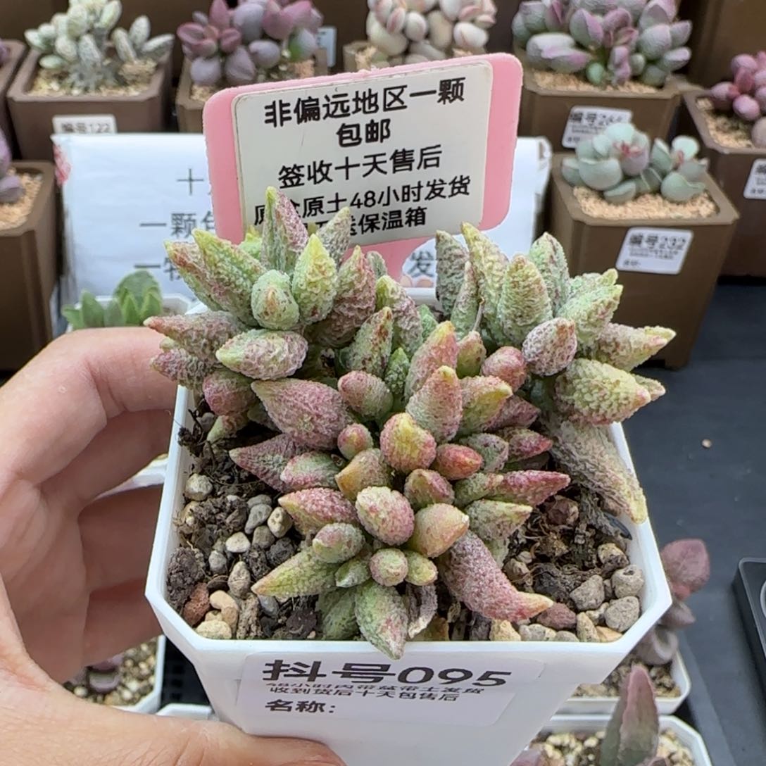 095七彩仙女多肉