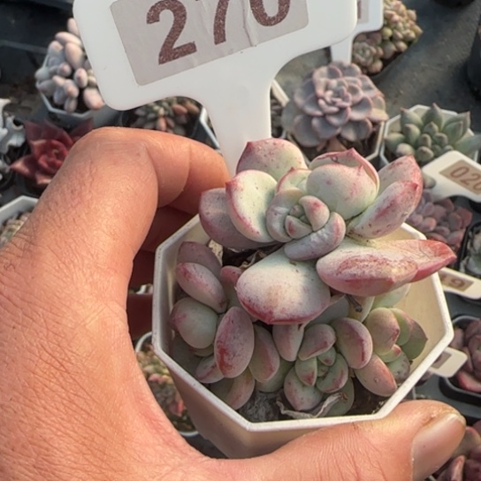 270香草多肉植物多