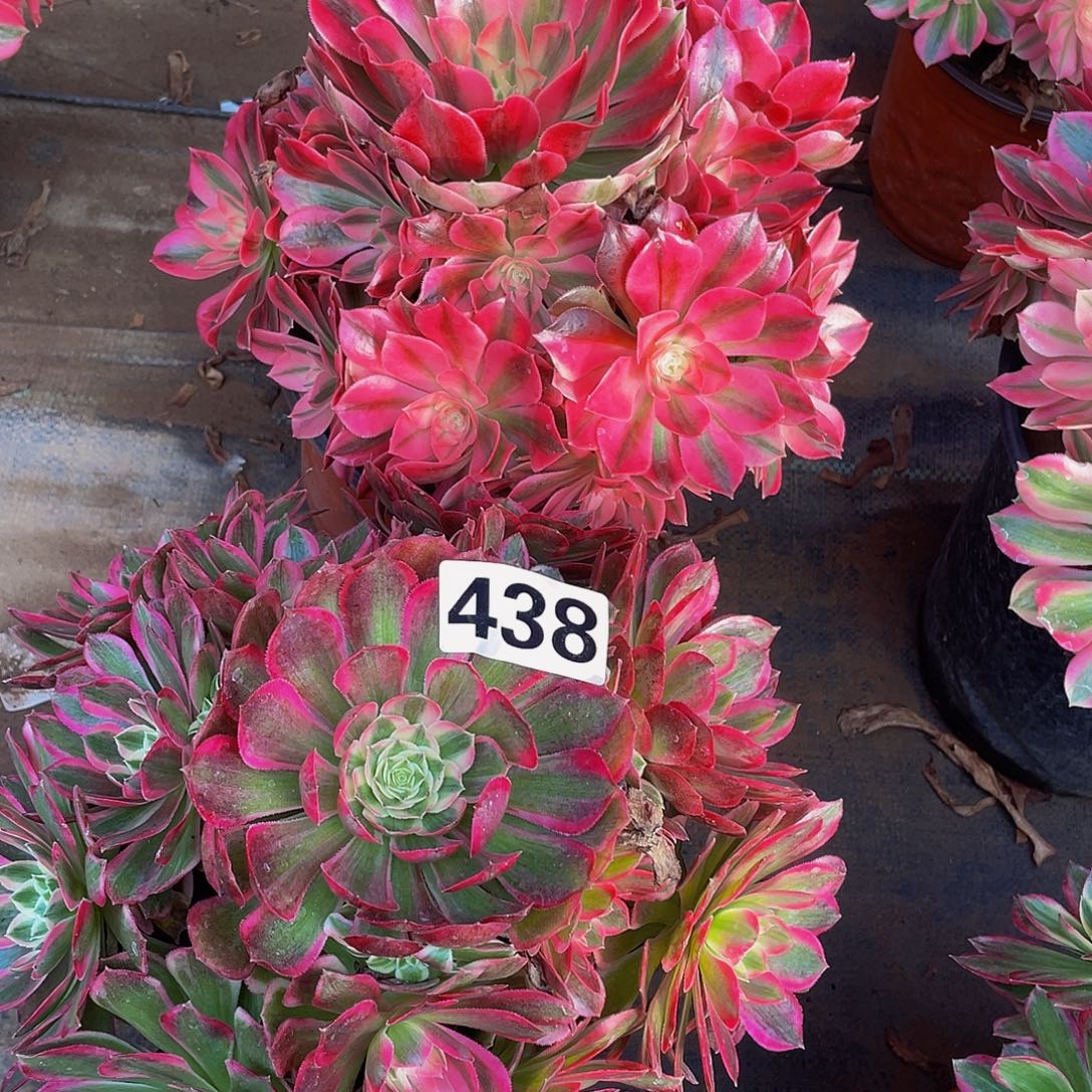 多肉法师438号粉女巫➕孔雀翎发货不包损