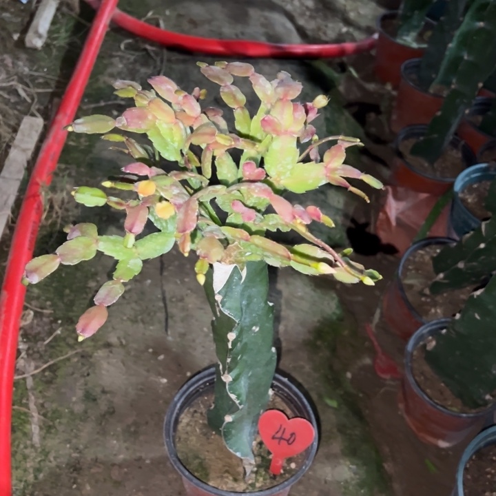 语***音当前无花栽培后可以开花027  40