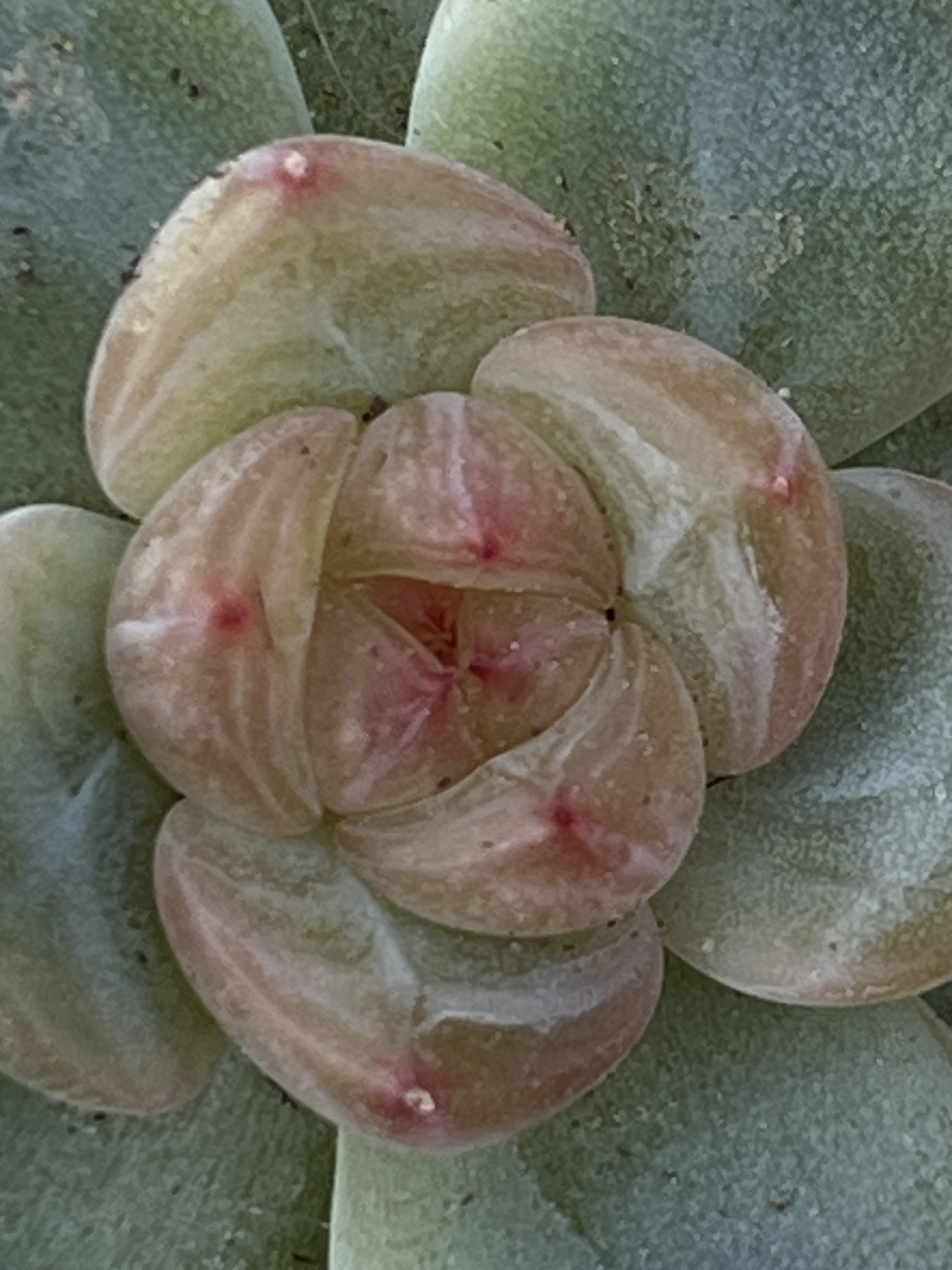 精品多肉、甜心t8、一物一拍、单头双头三头。