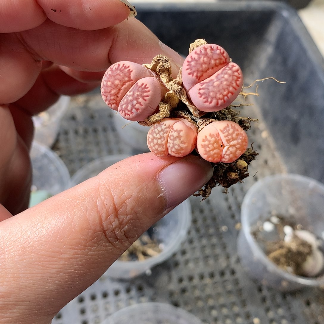 A446多肉植物保护研究所