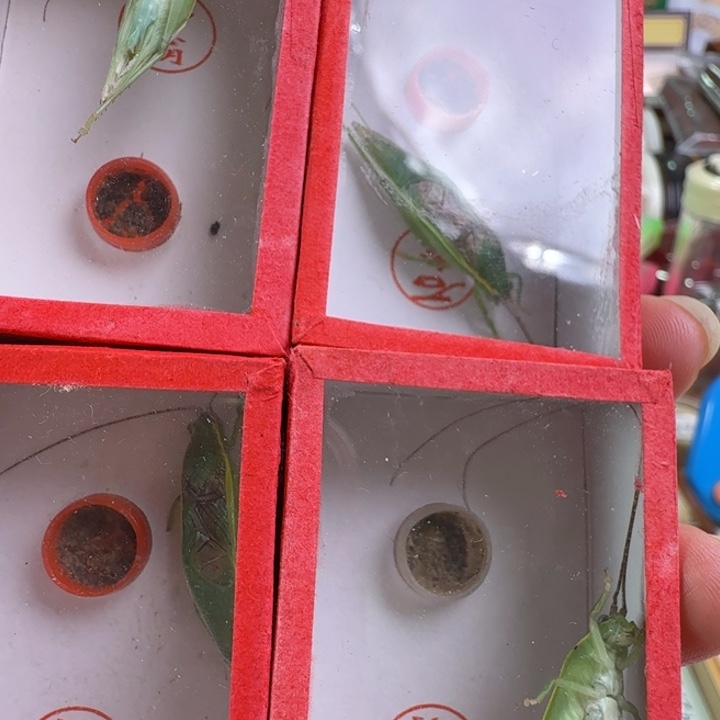 蟋蟀天残金钟一只