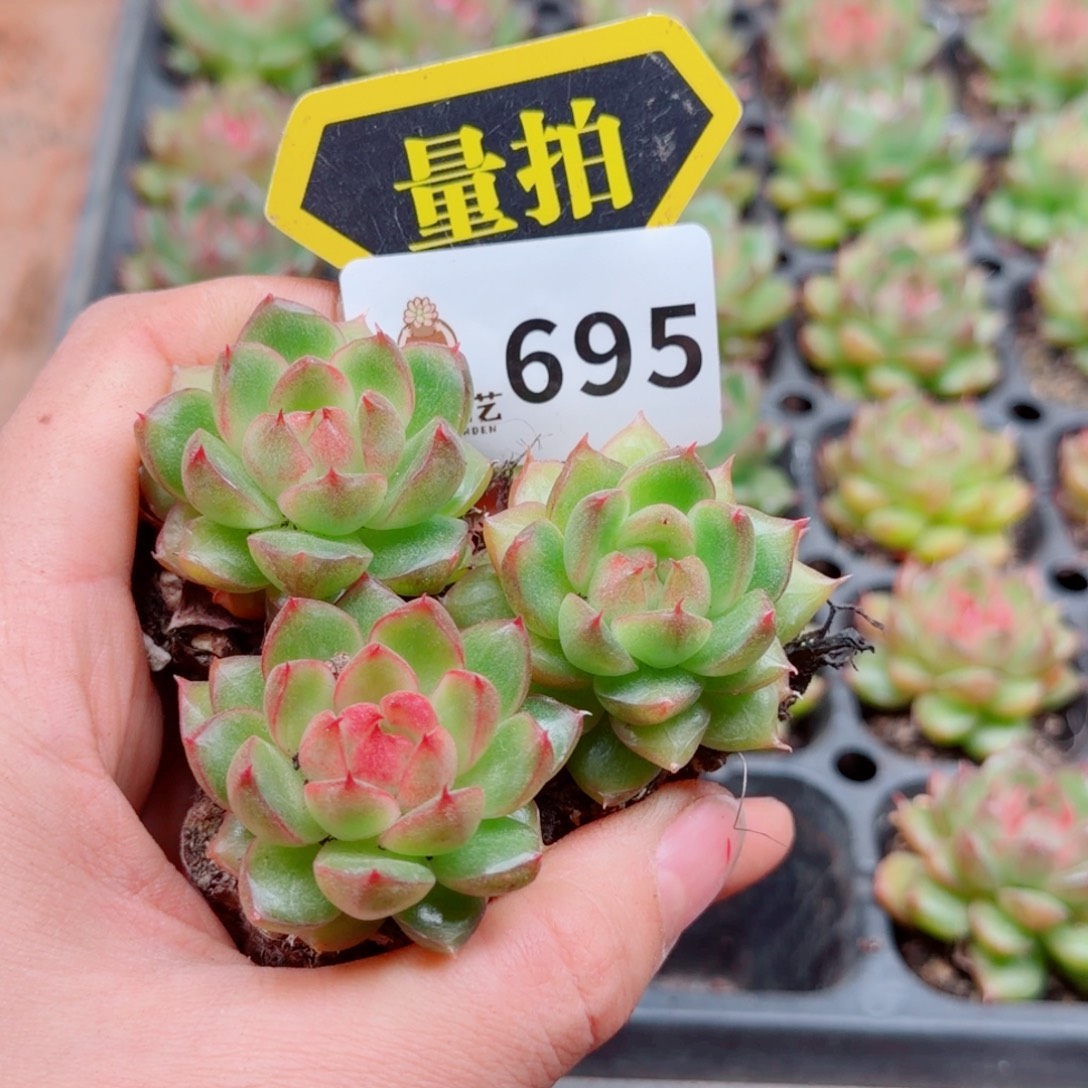 多肉植物多肉植物