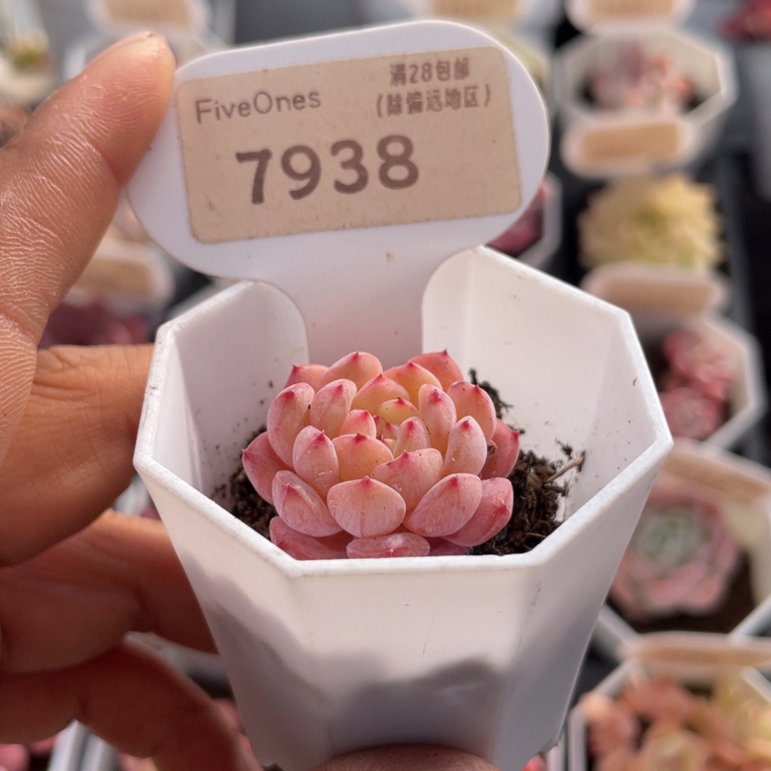 白胖子7938-2.8厘米