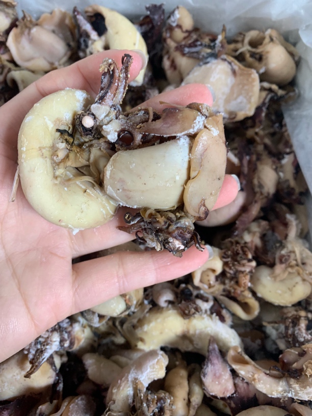 【蚝西施海味】汕尾本港籽乌片包邮