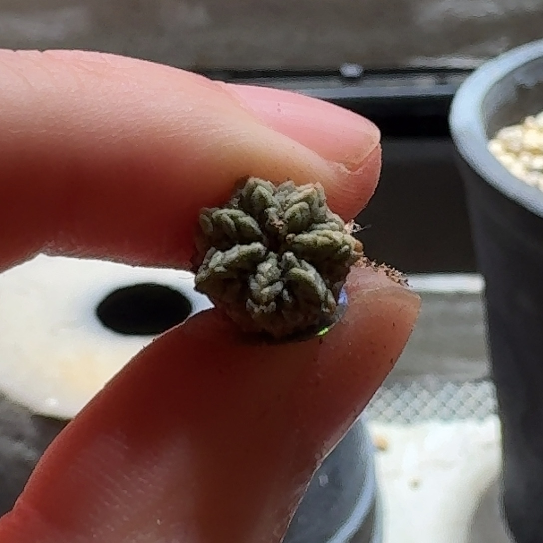 311实生欧货老花笼