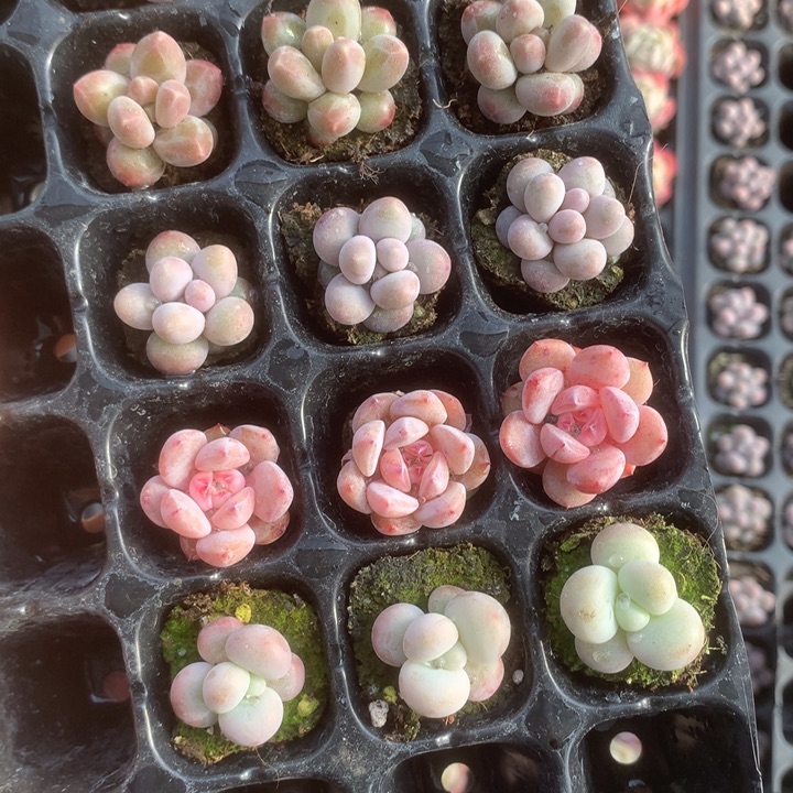 咖啡。糖果。樱花。彩虹。蛋黄。乘以3。包邮