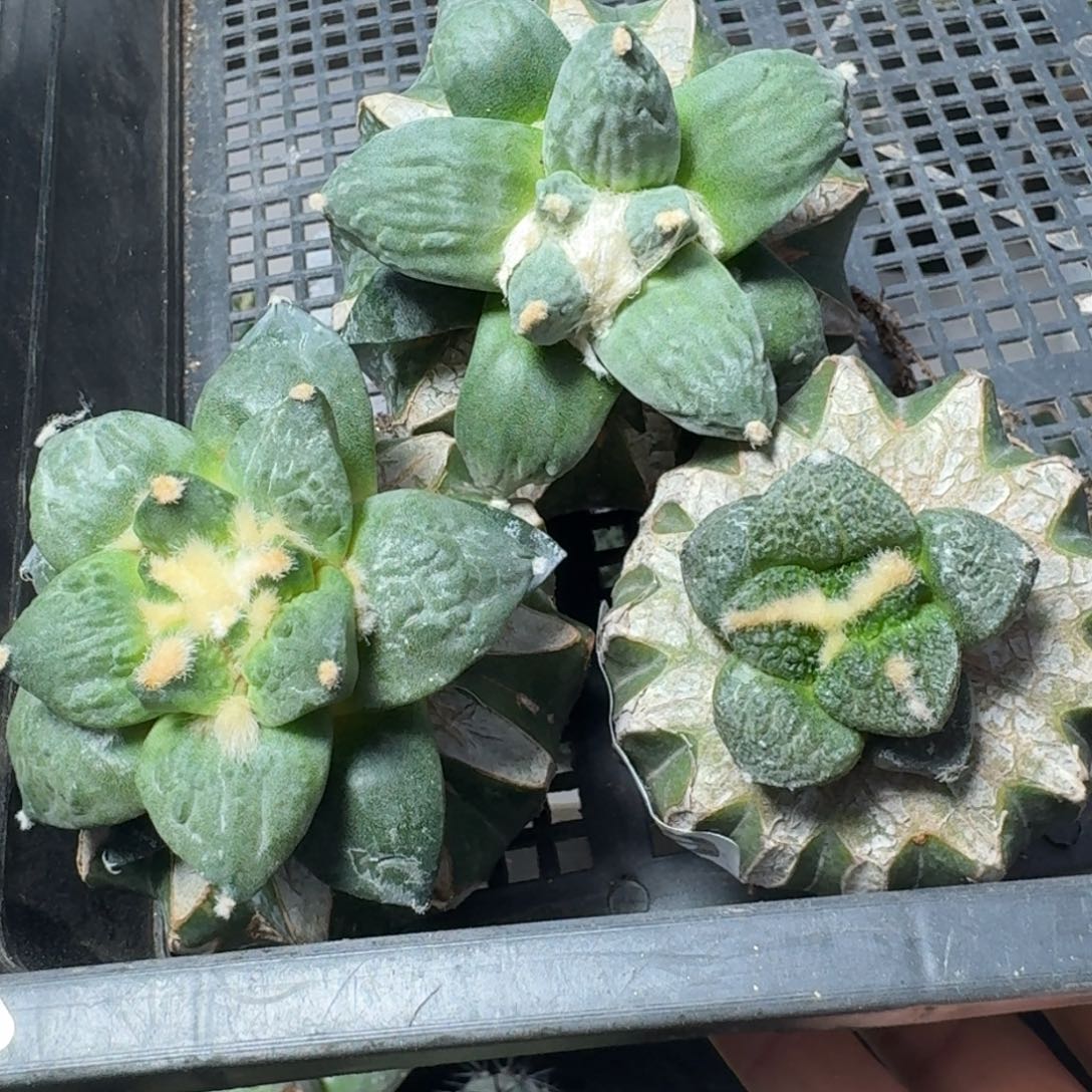 【闪购商品】无花朵福利三颗牡丹043