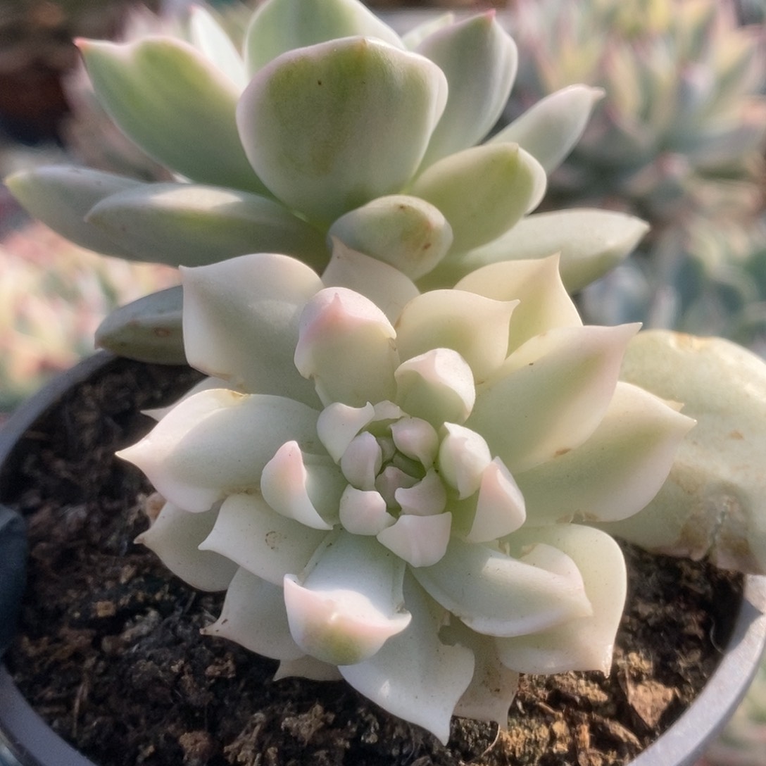 163牡丹缤锦锦锦锦锦锦