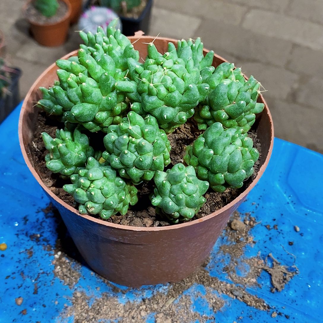 太急尖111111111111个