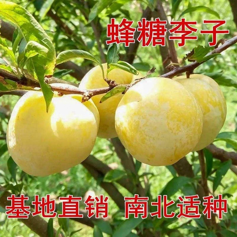 蜂糖李南北方种植庭院阳台大李子当年结果甜李子布朗李子红李子