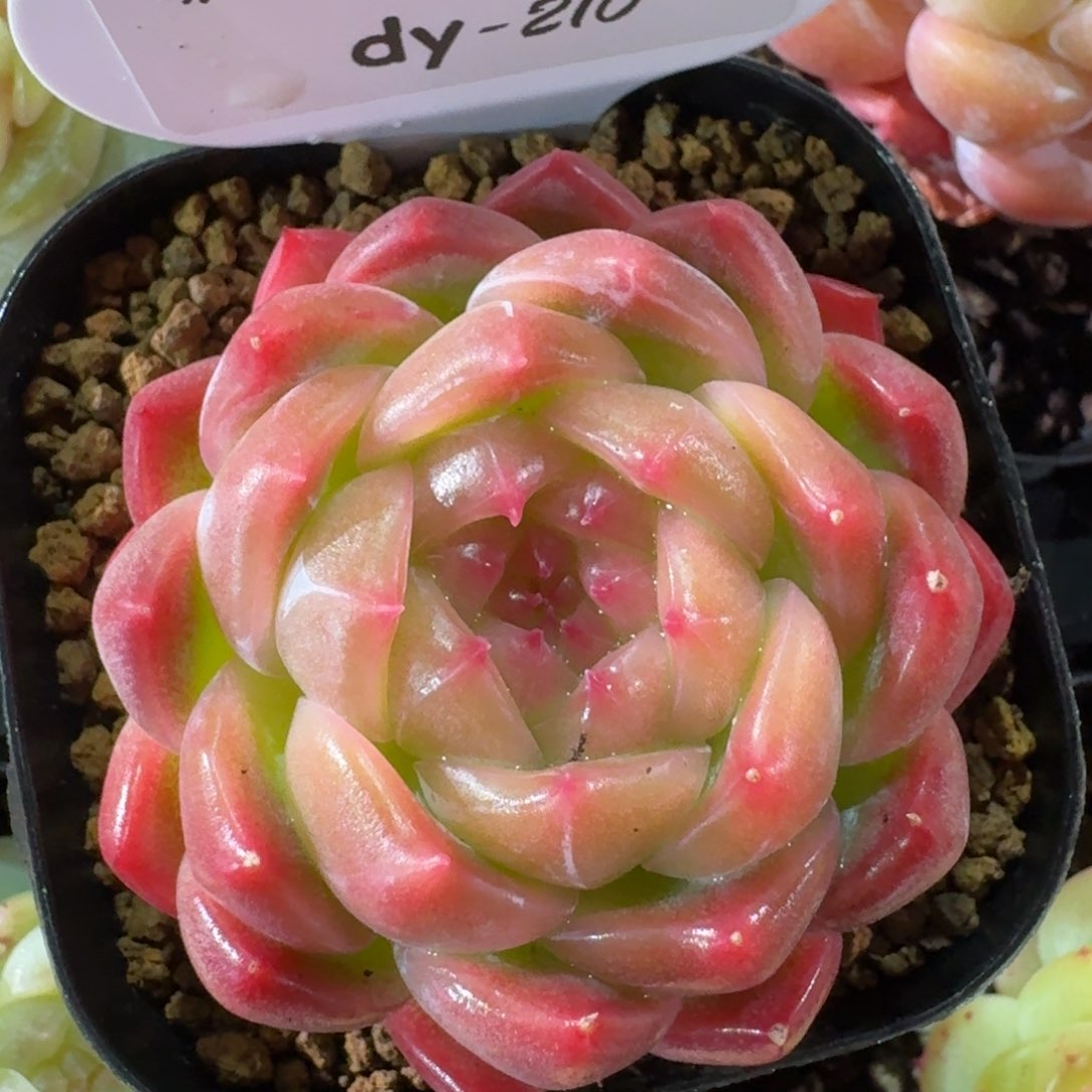 0129-0210-杂交单头