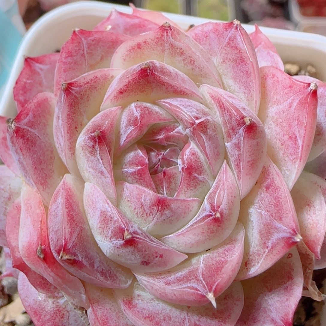 花语多肉1205-241